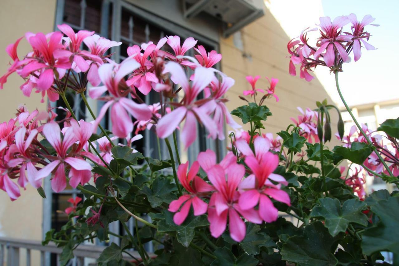 Pisa Town Bed and Breakfast Zewnętrze zdjęcie